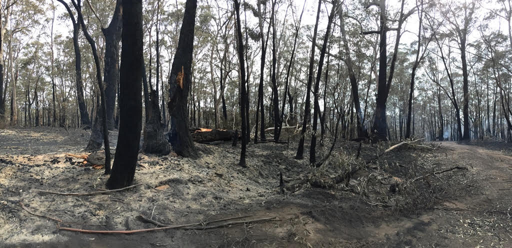 Image: Anne Pidcock Submission 0144