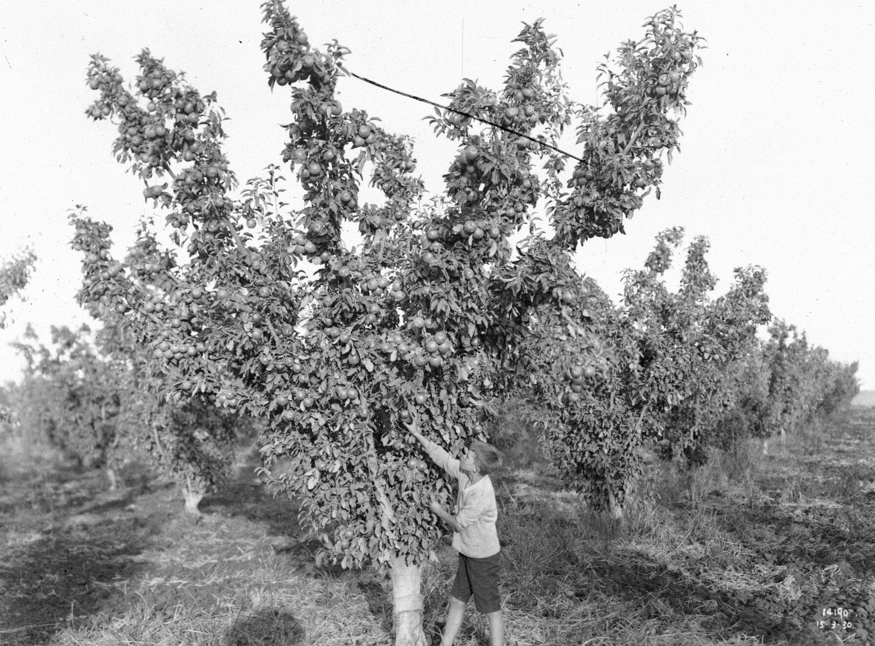 Granny Smith apples, 1930. NRS-4481-3-[7-16017]-St14190