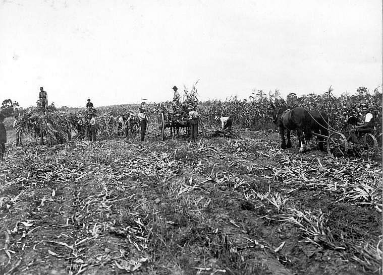 Farm workers harvesting at Scheyville training Farm, 1926. Digital ID 5529_a003_a003000029r Farm workers harvesting at Scheyville training Farm, 1926. Digital ID 5529_a003_a003000029r