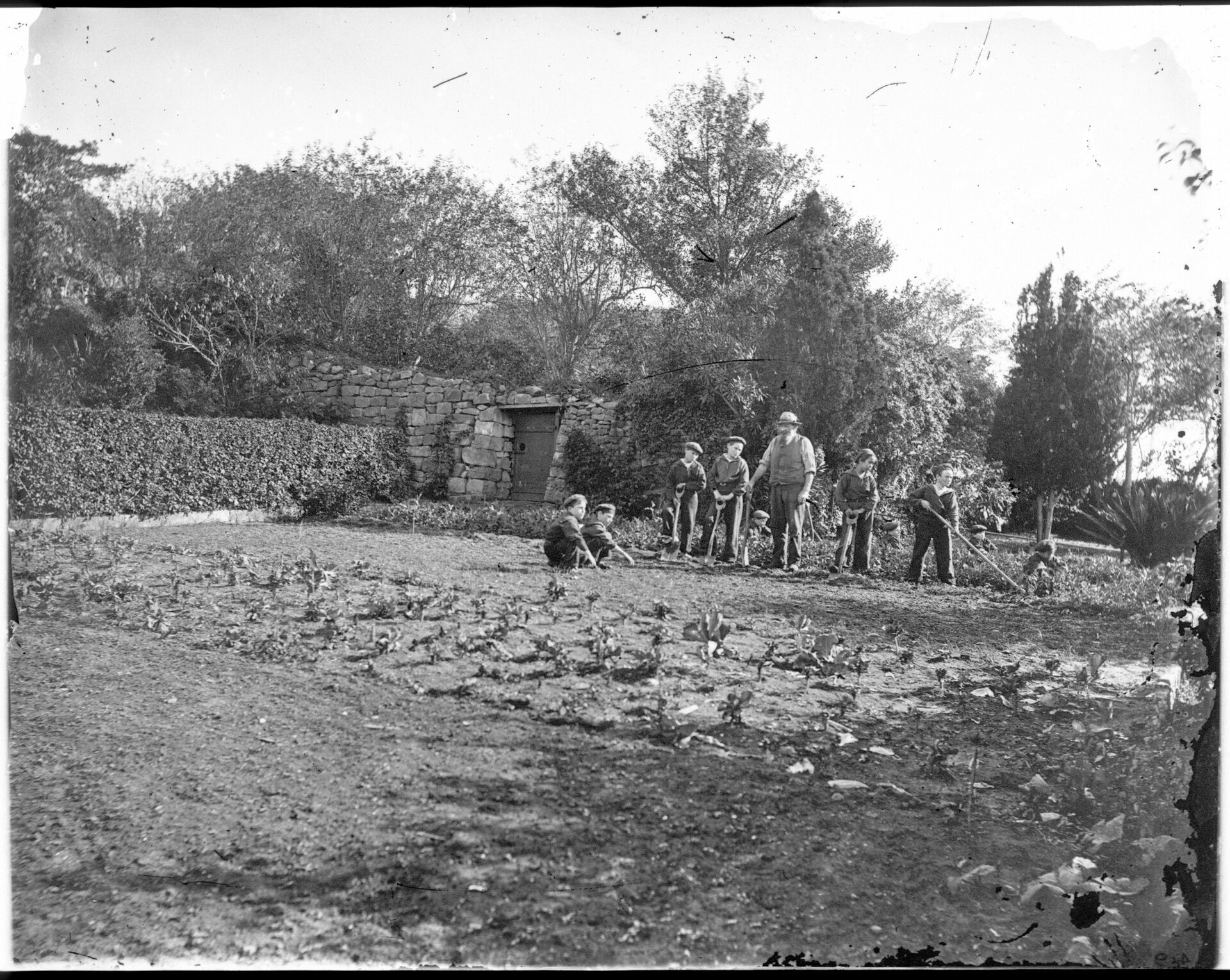 Gardening - HMNS Vernon boys on Cockatoo Island. NRS-4481-3-[7/16165]-Sh49