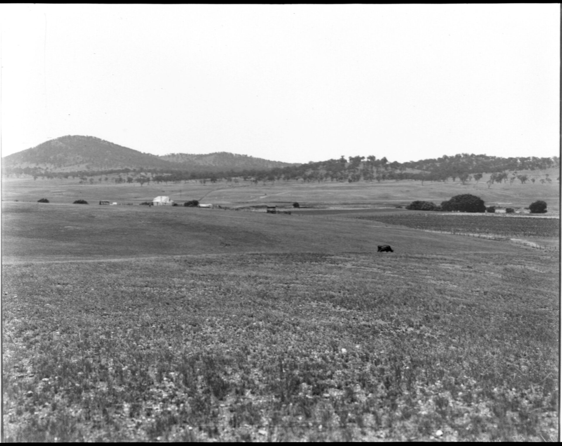 Canberra Federal site from Rottenbury, Trig Station, 1909. d1_11828
