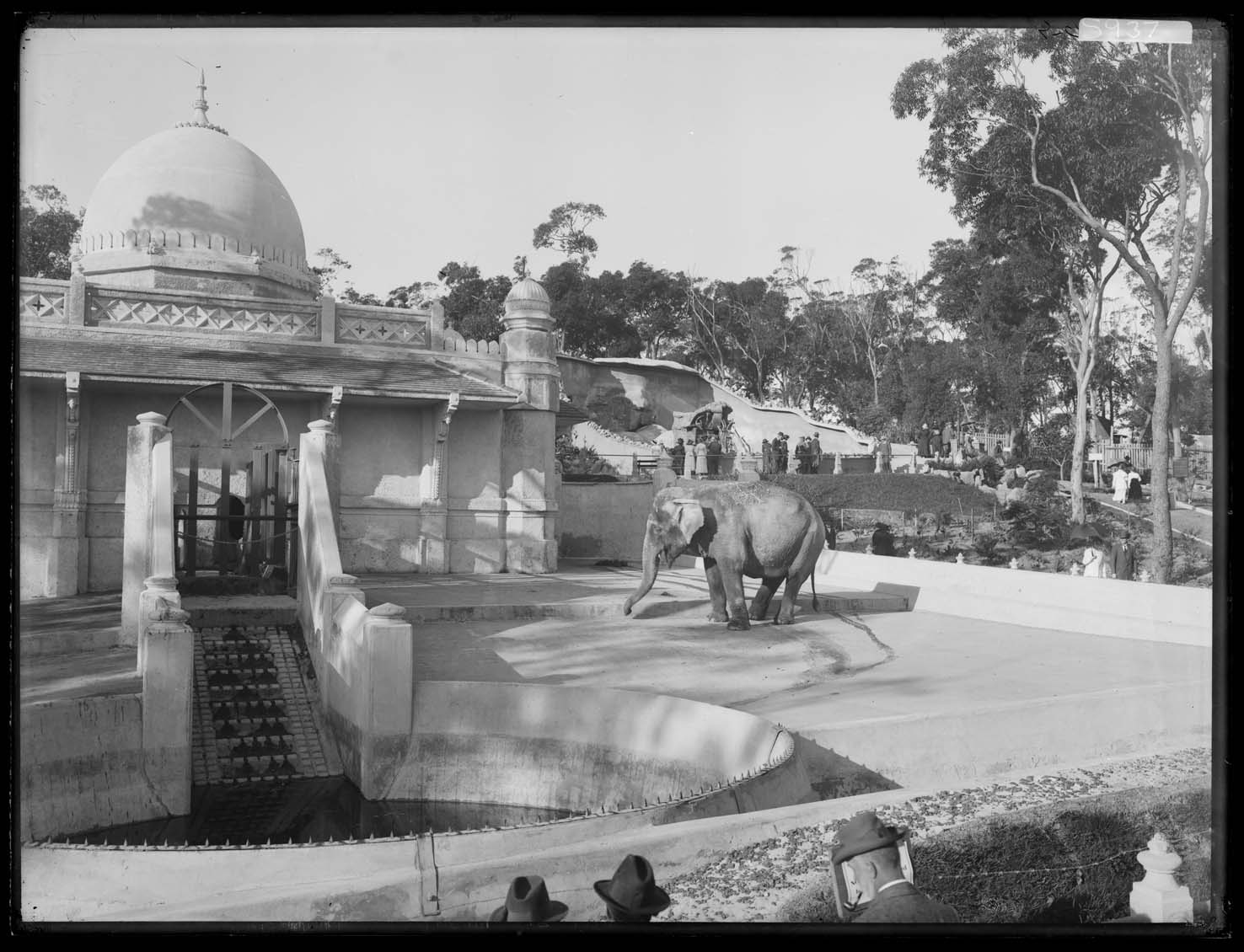 The elephant house, Taronga Zoo, October 1916. From NRS 4481, ST5937 The elephant house, Taronga Zoo, October 1916. From NRS 4481, ST5937