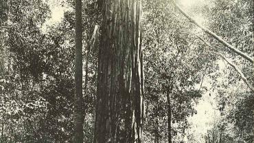 Giant turpentine tree on Waterfall Road, Royal National Park, n.d. Digital ID 10738_a023_a023000001 Giant turpentine tree on Waterfall Road, Royal National Park, n.d. Digital ID 10738_a023_a023000001