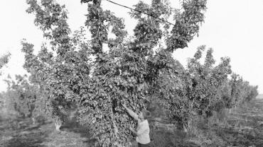 Granny Smith apples, 1930. NRS-4481-3-[7-16017]-St14190