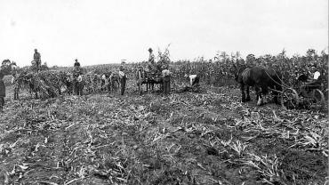 Farm workers harvesting at Scheyville training Farm, 1926. Digital ID 5529_a003_a003000029r