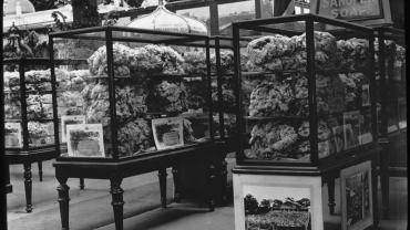 Wool Exhibit, NSW Court at Franco-British Exhibition, London, 1908