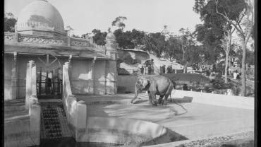 The elephant house, Taronga Zoo, October 1916. From NRS 4481, ST5937