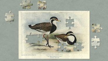 Black Breasted Plover