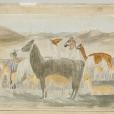 Annotated watercolour sketches by Santiago Savage, 1857-1858, being a record of Charles Ledger's journeys in Peru and Chile; with maps and notes. Mitchell Library, State Library of New South Wales FL993164