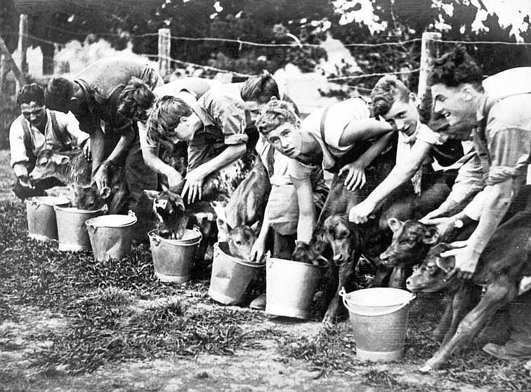 Group of boys feeding calves at Scheyville Training Farm, c.1926. Digital ID 5529_a003_a003000025r