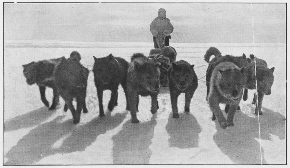 Douglas Mawson and huskies
