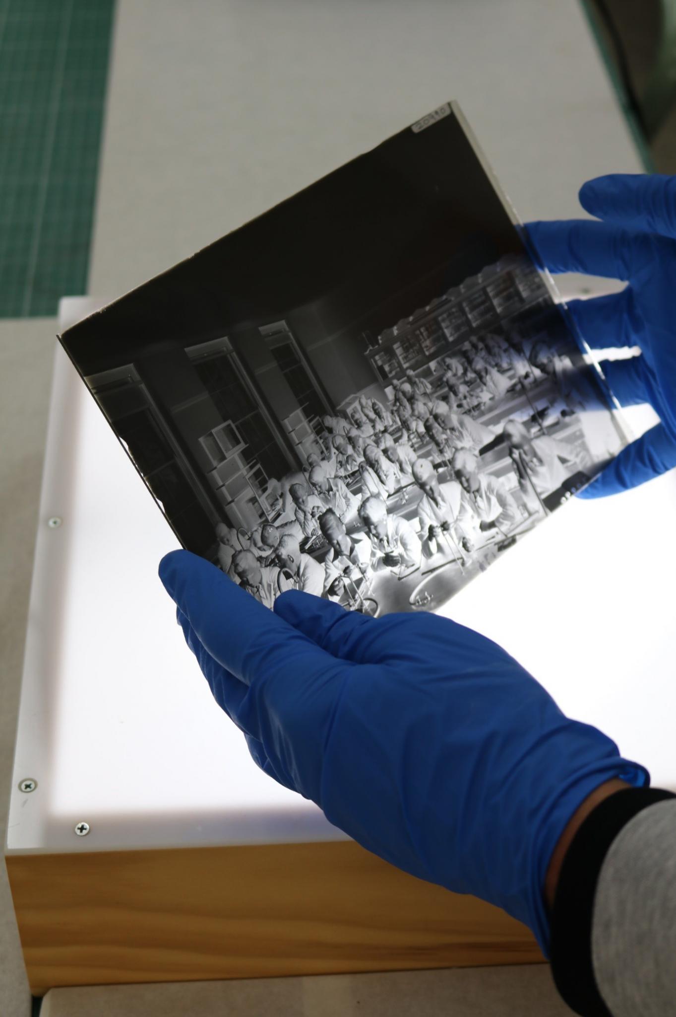 Conservator holding a glass plate neg