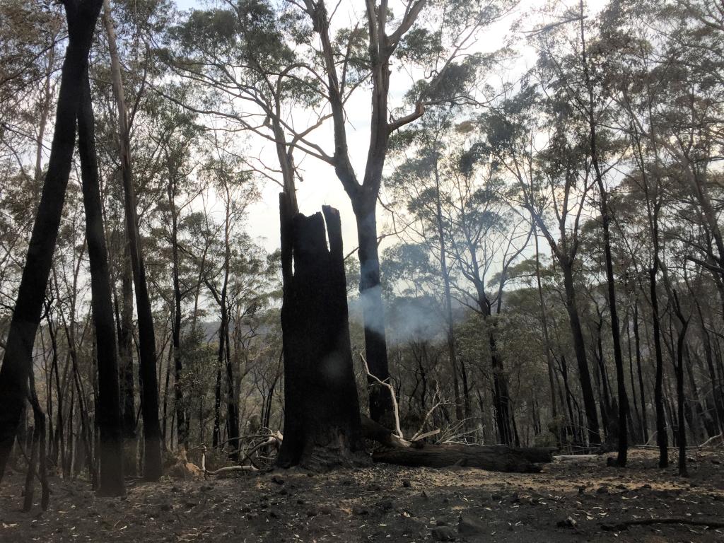 <a href=_https_/www.dpc.nsw.gov.au/assets/bushfire-inquiry-submissions/0144-Anne-Pidcock-20200523.html target="_blank" title="View the original submission on the Department of Premier and Cabinet website">Submission 0144</a>