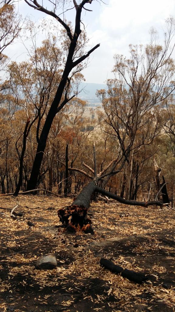 <a href=_https_/www.dpc.nsw.gov.au/assets/bushfire-inquiry-submissions/0363-Frances-Leighton-20200430.html target="_blank" title="View the original submission on the Department of Premier and Cabinet website">Submission 0363</a>