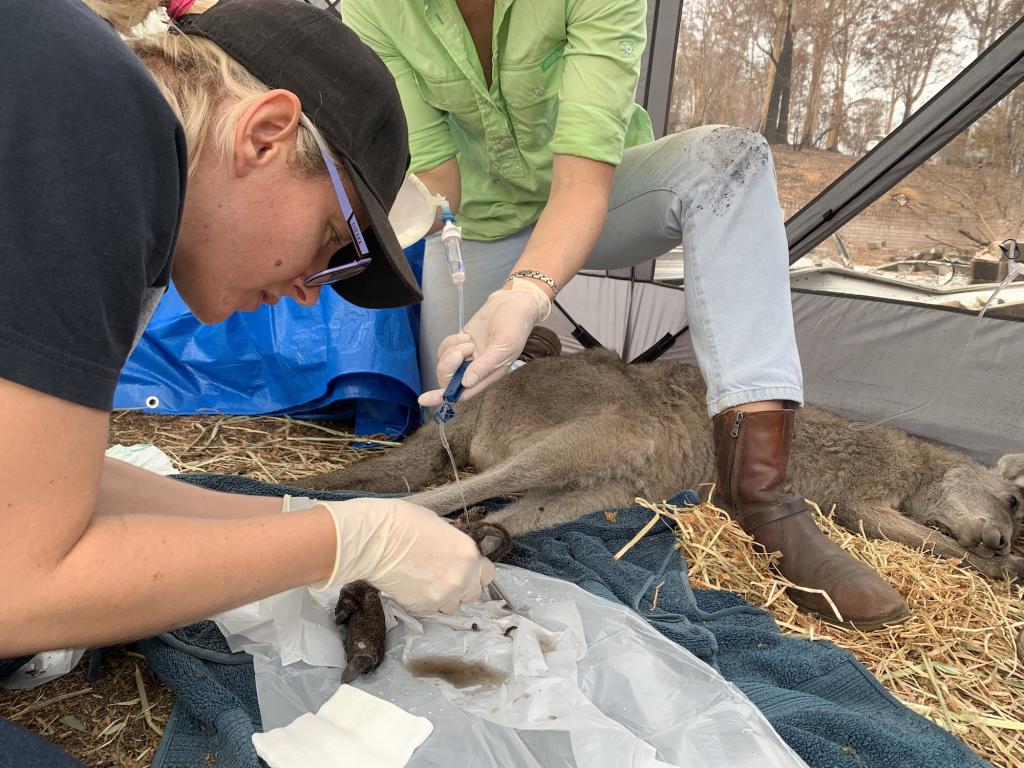 <a href=_https_/www.dpc.nsw.gov.au/assets/bushfire-inquiry-submissions/0518-Laurae-Harvey-20200412.html target="_blank" title="View the original submission on the Department of Premier and Cabinet website">Submission 0518</a>