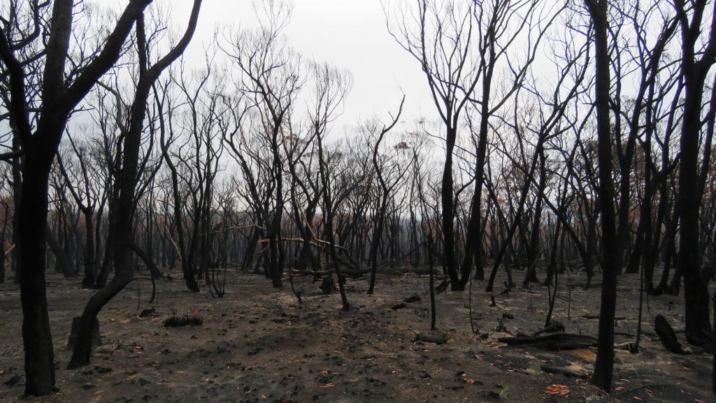 <a href=_https_/www.dpc.nsw.gov.au/assets/bushfire-inquiry-submissions/0063-Anonymous-20200520.html target="_blank" title="View the original submission on the Department of Premier and Cabinet website">Submission 0063</a>