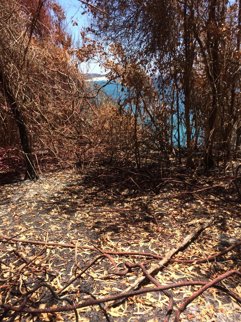 <a href=_https_/www.dpc.nsw.gov.au/assets/bushfire-inquiry-submissions/0570-Matthew-Horne-20200417.html target="_blank" title="View the original submission on the Department of Premier and Cabinet website">Submission 0570</a>